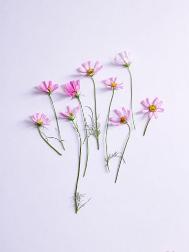 A flat lay of pink garden cosmos flowers on a white background - Cosmos bipinnatus