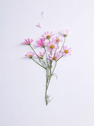 A flat lay of pink garden cosmos flowers on a white background - Cosmos bipinnatus