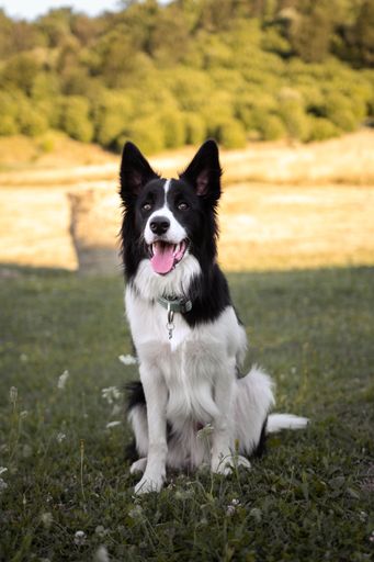 A vertical shot of a border collie sitting on the grass in the wilderness