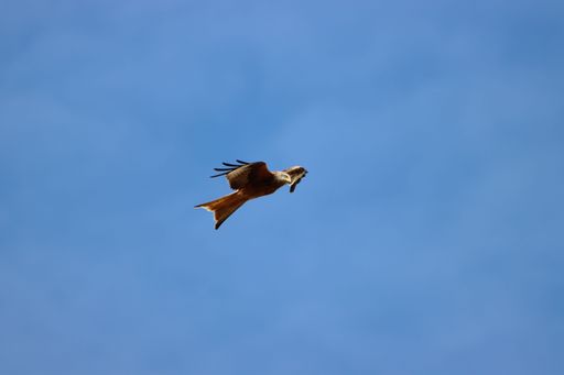 A low angle shot of a beautiful brown falcon flying in a blue sky