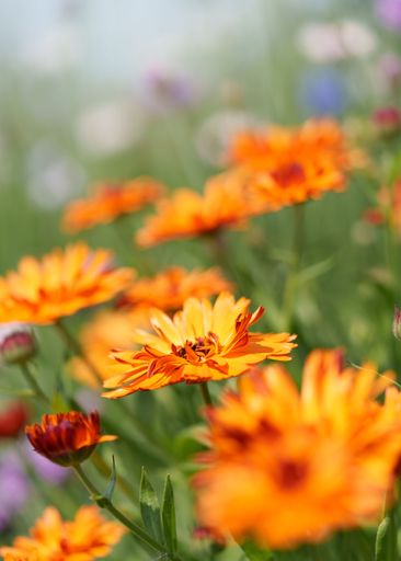 A vertical of Pot marigold, Calendula officinalis flowerheads, orange flowers