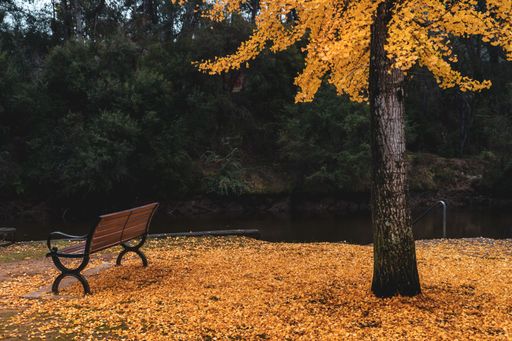 A beautiful shot of a bench in a park with fallen autumn leaves and trees