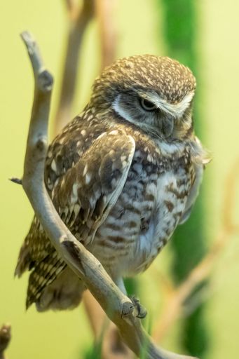 A closeup shot of a Burrowing Owl on a tree branch on blurry background