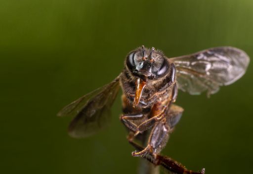 A macro shot of a Fly with a blurred background