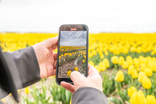 A male taking a picture by phone of a field with yellow tulips