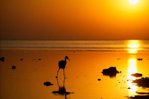 A silhouette of the heron walking on a sandy beach near the ocean on a golden sunset background