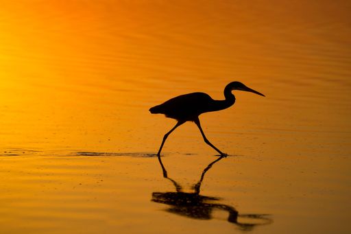 A silhouette of the heron walking on a sandy beach near the ocean on a golden sunset background