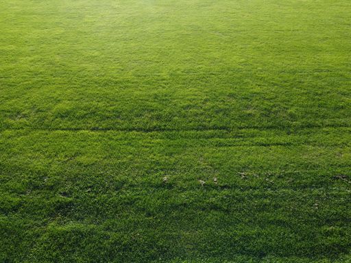 A beautiful shot of lush green grass