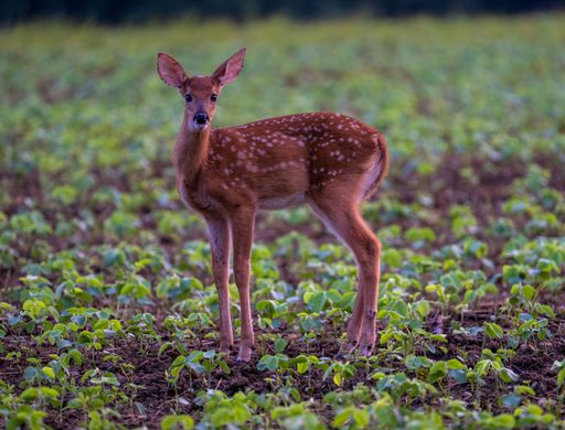 A closeup shot of a cute fawn of a white-tailed deer in the field during sunset