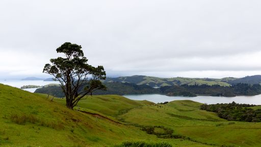 An aerial view of a tree on a rural green valley near a lake