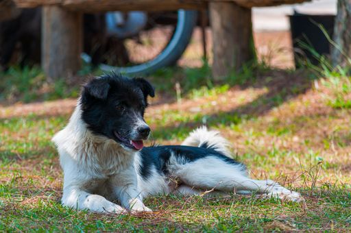 A selective focus shot of a Border Collie dog sitting on grass under the sun