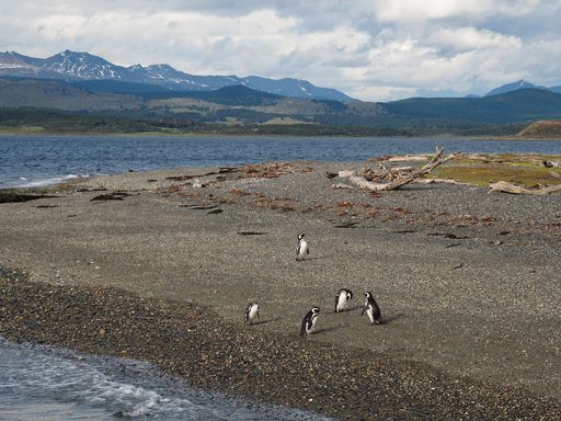 A closeup shot of penguins in the seashore surrounded by mountains