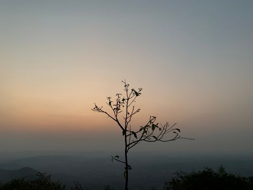 A silhouette view of an autumn tree and plants against dusk sky