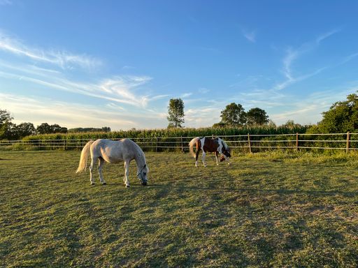 The horses grazing in a pasture during the daytime