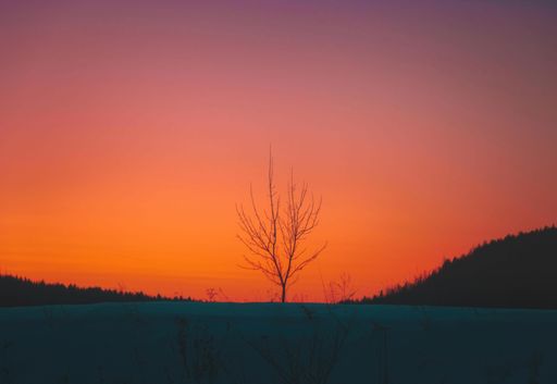 Lonely tree at twilight in the mountains in winter, dusk, after sunset