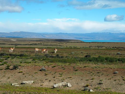 The goats grazing in a field captured on a sunny day