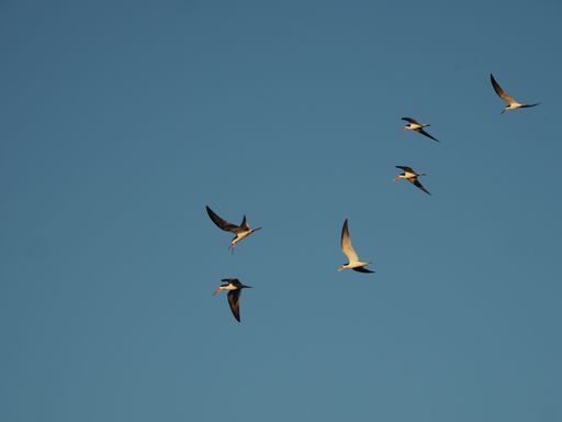 A beautiful shot of a Sternidae bird flock flying in a sky
