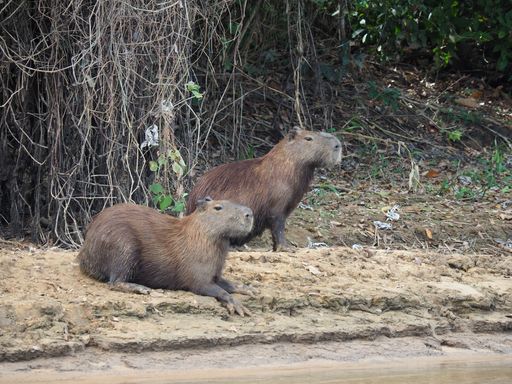 A beautiful view of the adorable capybaras surrounded by greenery