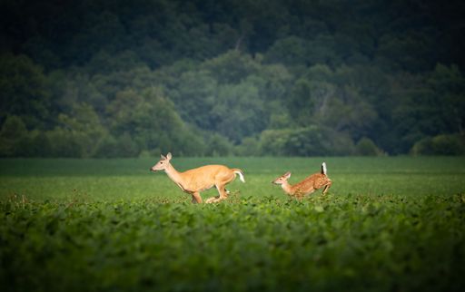 A beautiful view of the deer running in the field