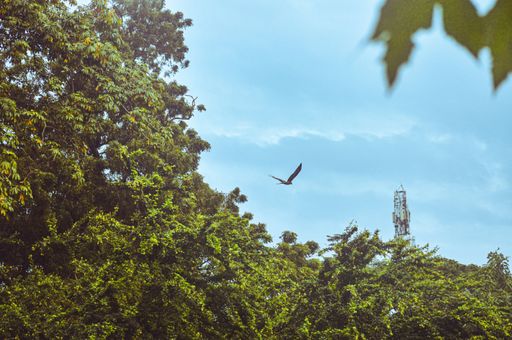 a bird flying in the clear blue sky with green trees in the background, a low-angle shot.