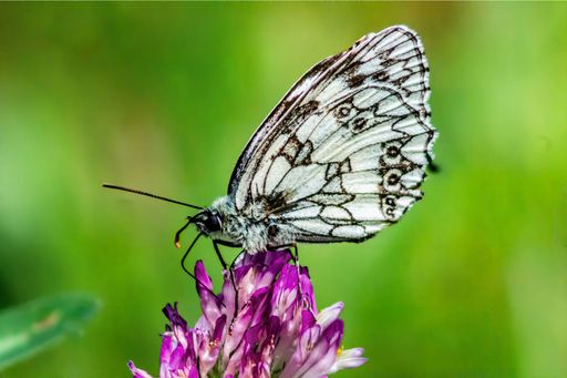 A macro of a marbled white butterfly (Melanargia galathea Linnaeus) resting on a flower in a field