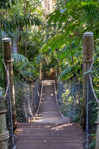 A vertical shot of wooden hanging bridge in the jungle surrounded by lush green plants