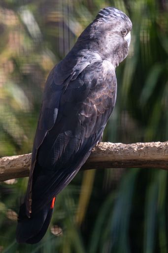 A vertical bak view of Glossy black cockatoo perched on a branch in the zoo