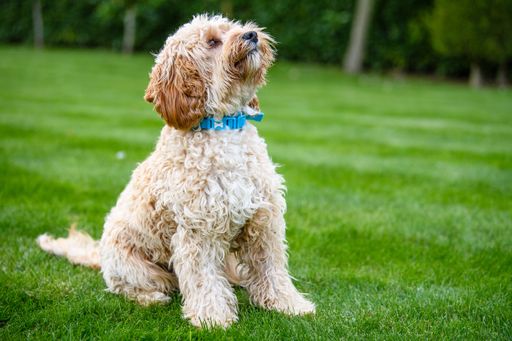 A cute white cockapoo dog also called spoodle (cocker spaniel and poodle mix) on the grass