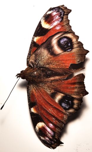 The vertical top view of a Peacock butterfly over the white surface