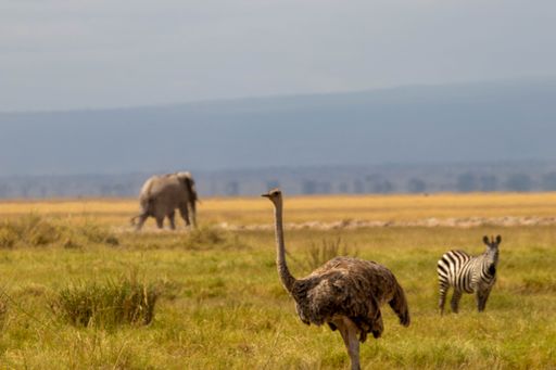 An ostrich, elephant, and zebra resting in the open terrain, Maasai Mara National Reserve, Kenya