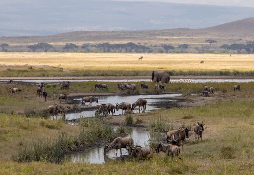 A group of antelopes resting grazing by watering hole, Maasai Mara National Reserve, Kenya