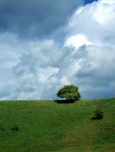A vertical shot of a green field with tree on a cloudy day