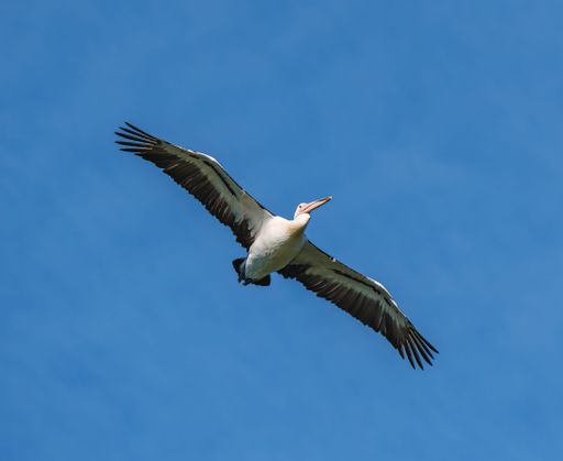 The low-angle view of an Australian pelican flying in the blue sky