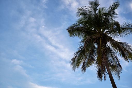 A low-angle shot of a palm tree with a cloudy blue sky in the background