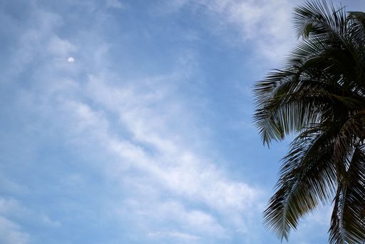 A low-angle shot of a palm tree with a cloudy blue sky in the background