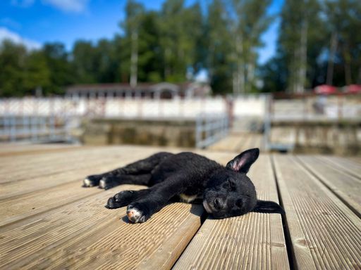 An adorable Australian Kelpie sleeping on the wooden dock on blur background