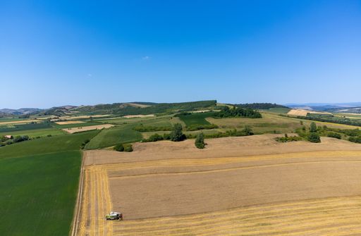 An combine harvesting wheat in the field seen from above, drone, aerial view