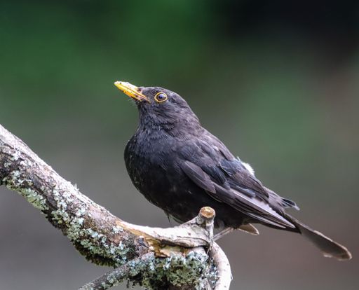 A common blackbird (Turdus merula) on a branch