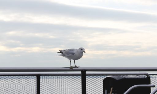 A white gull with a yellow beak sitting on a metallic fence under a cloudy sky