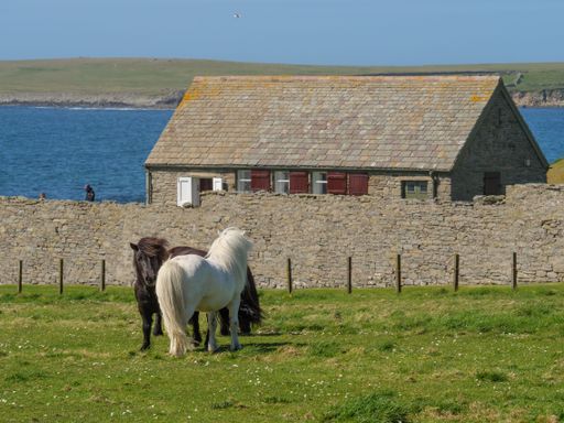 A pair of fluffy horses near a stone house on a seashore