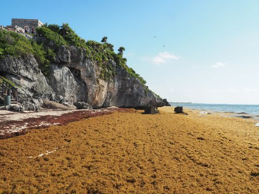 A beautiful shot of the Tulum National Park in Mexico during daylight