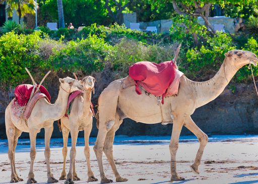 A closeup shot of a dromedary camel with its two calves in the sandy beach against green bushes