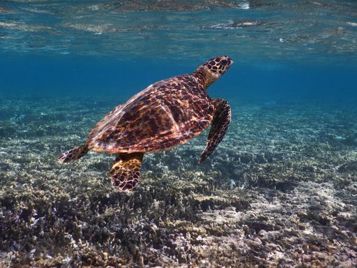 A closeup of sea turtle moving underwater