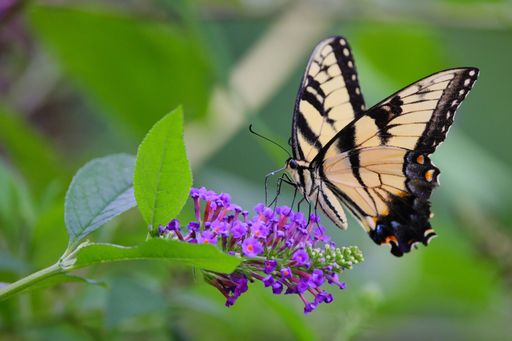 A  beautiful eastern tiger swallowtail butterfly on summer lilac, close-up shot