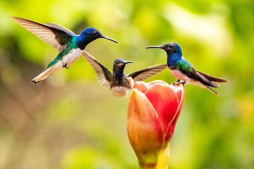 A hummingbird getting food from the flower with blurred background