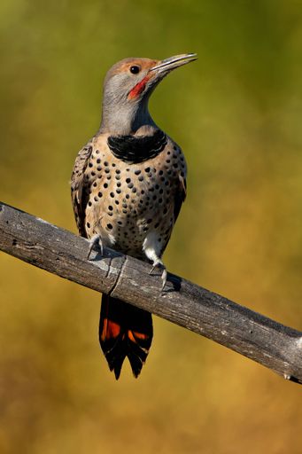 A vertical shot of a northern flicker on the branch of a tree