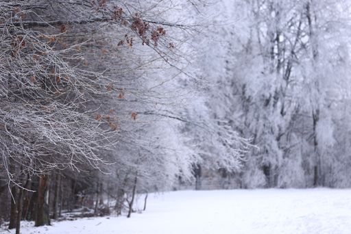 A tree branch and leaves covered with snow during winter