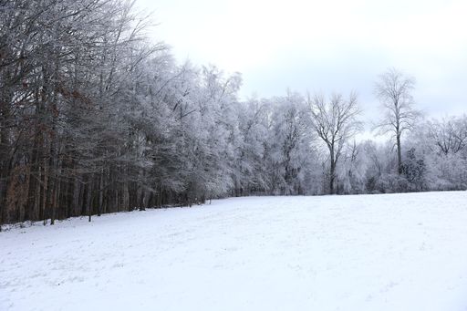 A tree branch and leaves covered with snow during winter