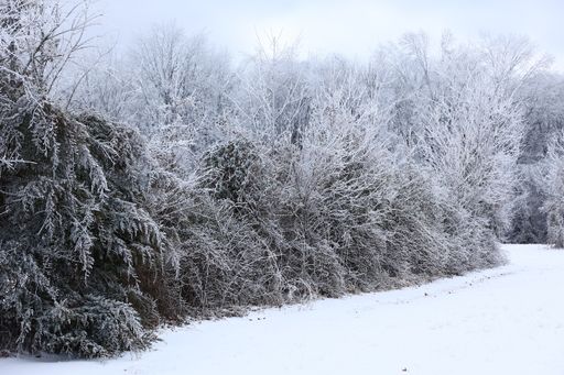 A tree branch and leaves covered with snow during winter