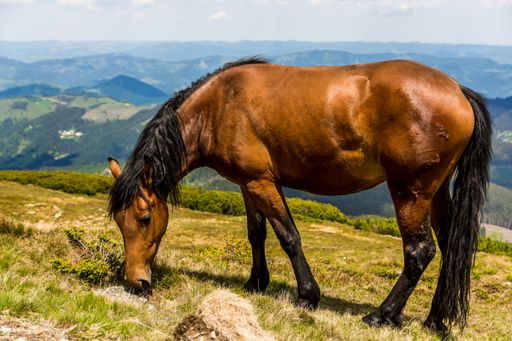 A brown horse peacefully grazing in Rarau Mountains, Romania